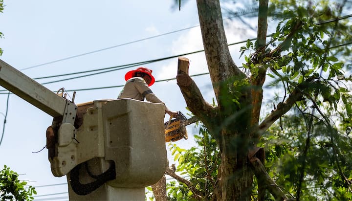 huntersville tree service