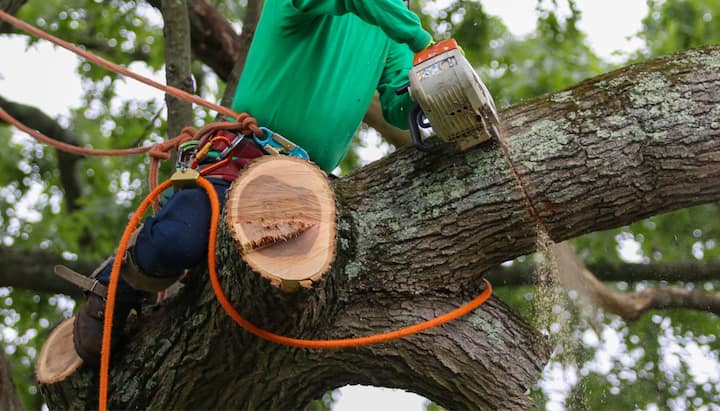 huntersville tree service