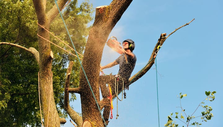 tree service huntersville nc