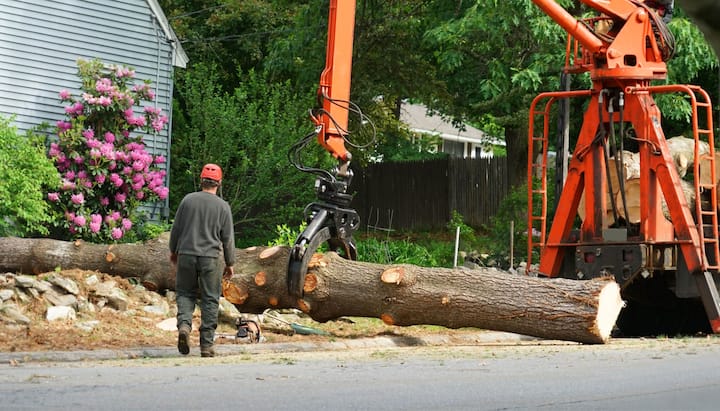 tree service huntersville nc