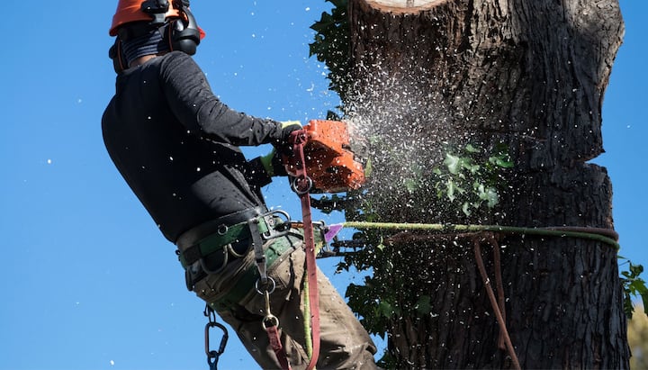 tree service huntersville nc